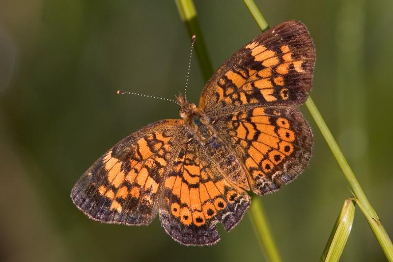 Colorful Orange