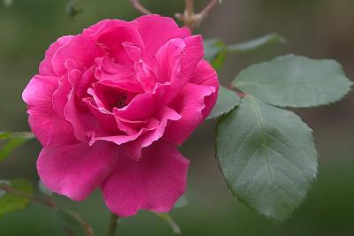 g4/88/8888/3/60011939.CRW_5237_PinkRose.jpg