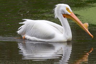  White Pelican