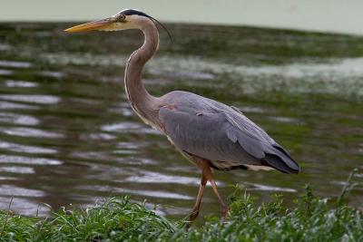 Great Blue Heron