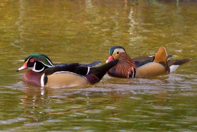 Colorful Ducks