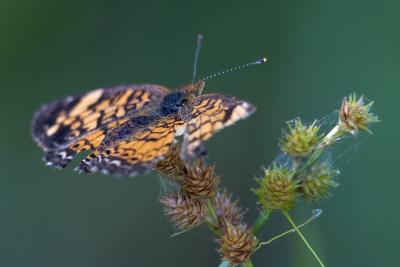 Wing Spread