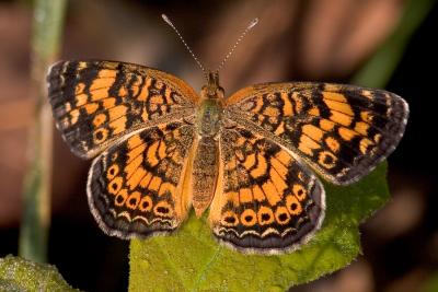 Checkerspot