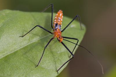 Assassin Bug