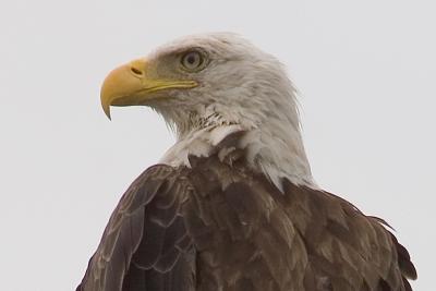 American Bald Eagle