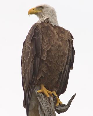 Bald Eagle