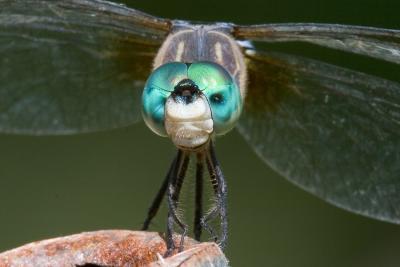 g4/88/8888/3/60946444.IMG_3789_8x12_dragonfly1.jpg