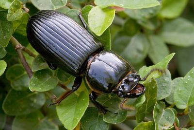 g4/88/8888/3/60954667.IMG_3790_8x12_beetle1.jpg