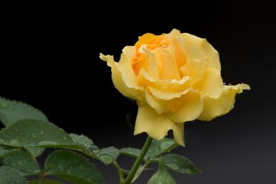 Yellow Rose