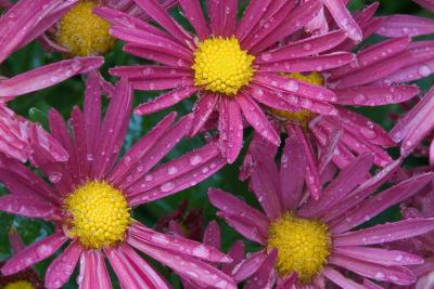 g4/88/8888/3/61126881.IMG_3796_8x12_purolegold.jpg