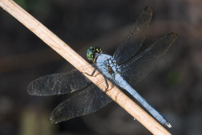 Dragonfly 2