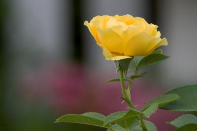 Yellow Rose