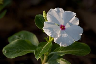 Vinca Flower