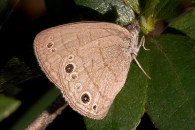 Brown Butterfly