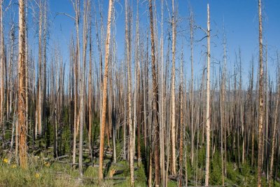 Burnt & Standing