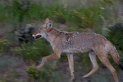 Fast Coyote
