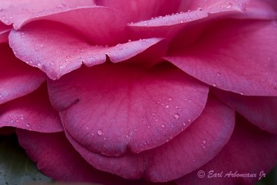 Petal Step Dew