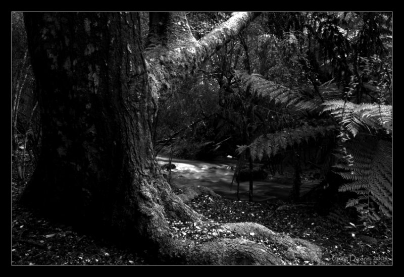 Old Growth