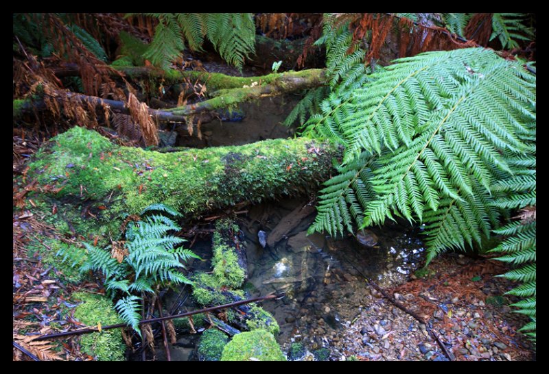 Ferns in Creek Bed