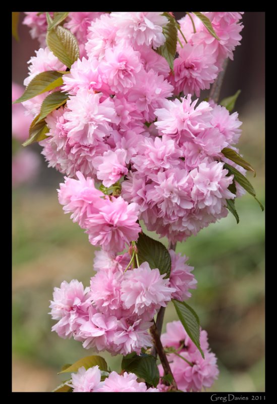 Blossoms