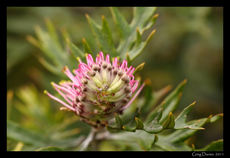 Grevillea Flower #2