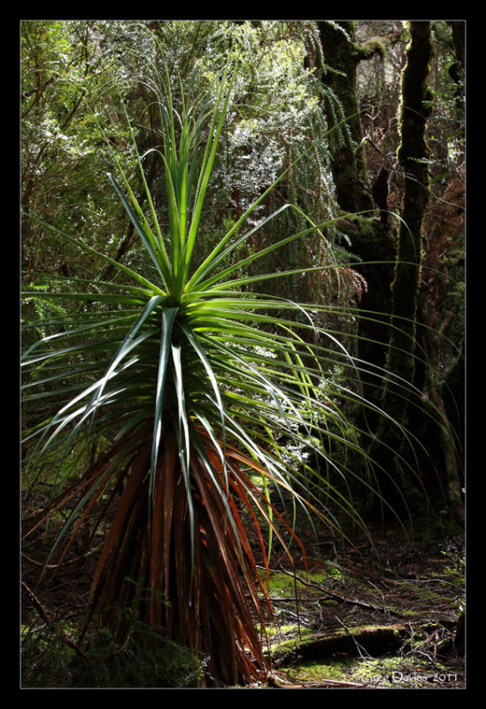 Pandani in the Ballroom Forest