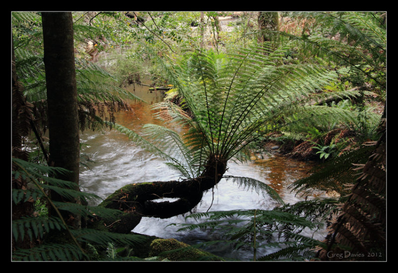 Tree Ferns