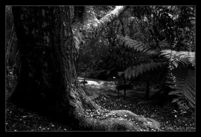 Old Growth