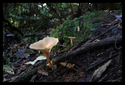 Fungi #1