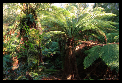 Ferns in Notley Gorge #1