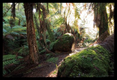 Ferns in Notley Gorge #2