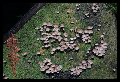 Fungi #5