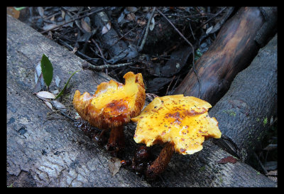 Fungi #2