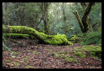 Moss Covered Stump