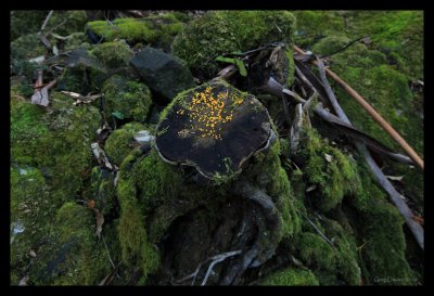 Fungi #3