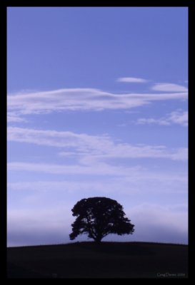 Lone Tree - Devonport