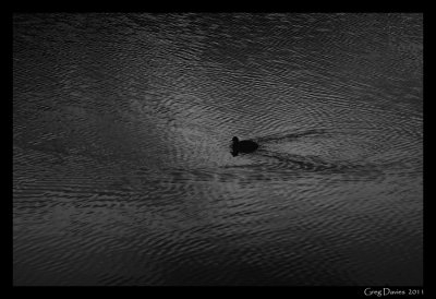Waterfowl in Black & White #2