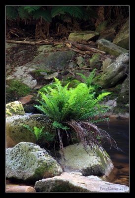 Fern On River Stones