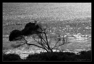 Coastal Silhouette