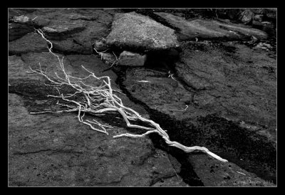 Driftwood in B&W