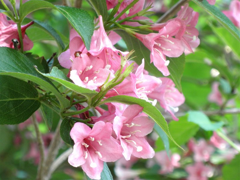 Pink Flowers