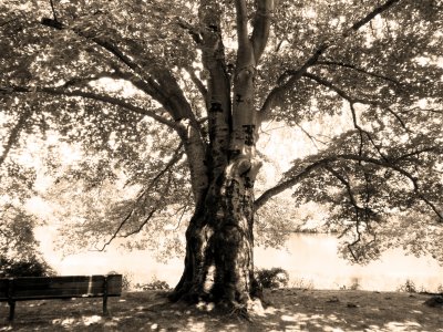 Sepia Tree