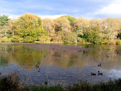 Autumn on the Mill Pond