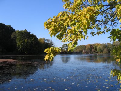View with Gold-Green Leaves