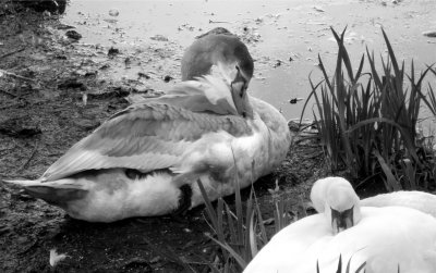 Mama Swan and Baby