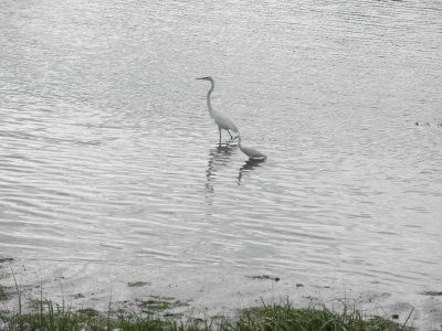 Egrets at a Distance