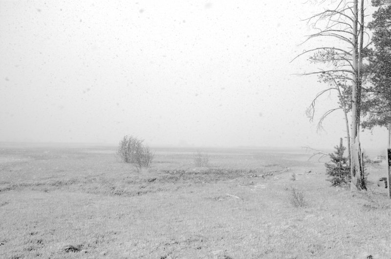 White Out (5)