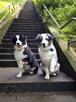 Romeo & Cosmo: Guardians of the Stairway Aerial