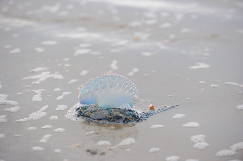 Jamaica beach. Galveston