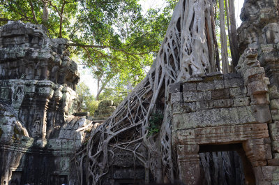 den Ta Prohm. Siem Reap 06/01
